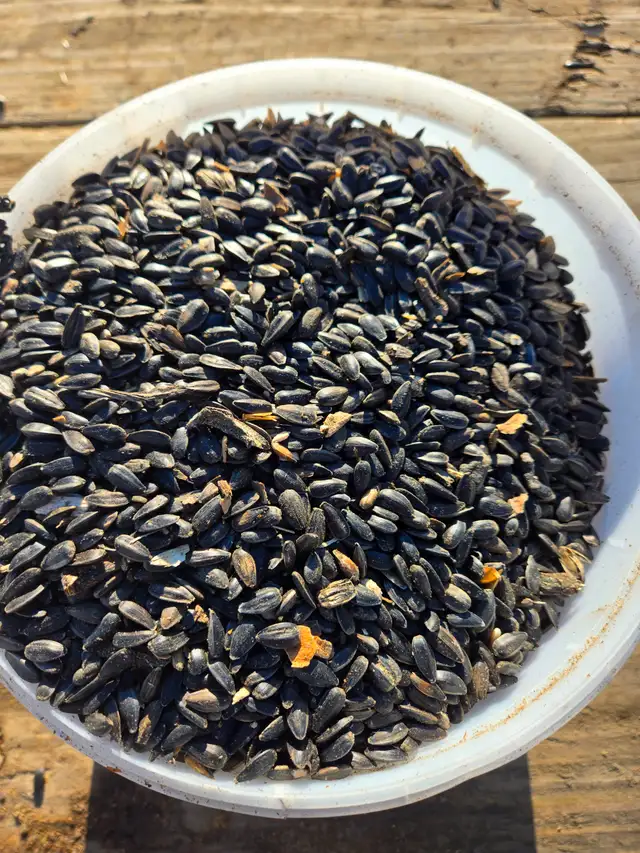 Bird seed in Other in Portage la Prairie - Image 2