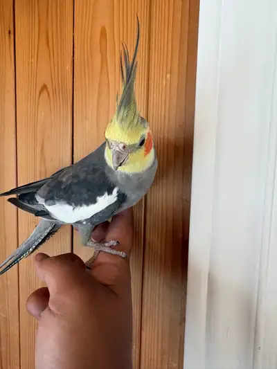 Cockatiel, View more