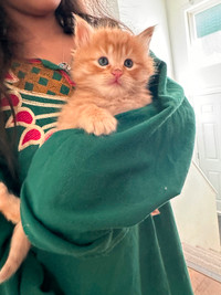 Gorgeous ragdoll kittens $400