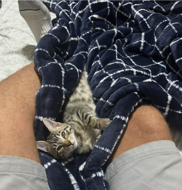 Bengal Kittens in Cats & Kittens for Rehoming in Richmond - Image 2