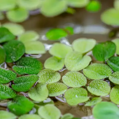 Salvinia Minima Aquarium Plant, View more