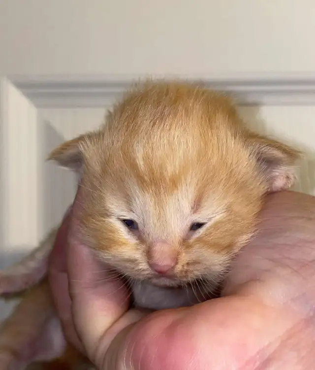 Ragdoll in Cats & Kittens for Rehoming in City of Montréal - Image 3