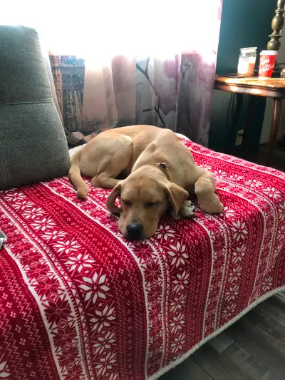 Price is 50.00 but very will Negotiate she is a very smart dog but due to my medical issues I cannot...
