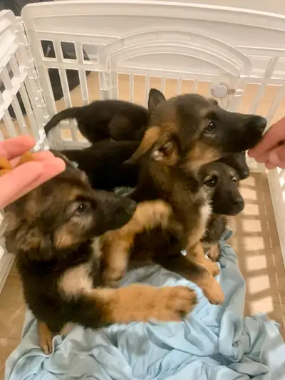 ADORABLE German Shepard PUPPIES !!!, View more