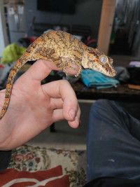 Female gargoyle gecko 