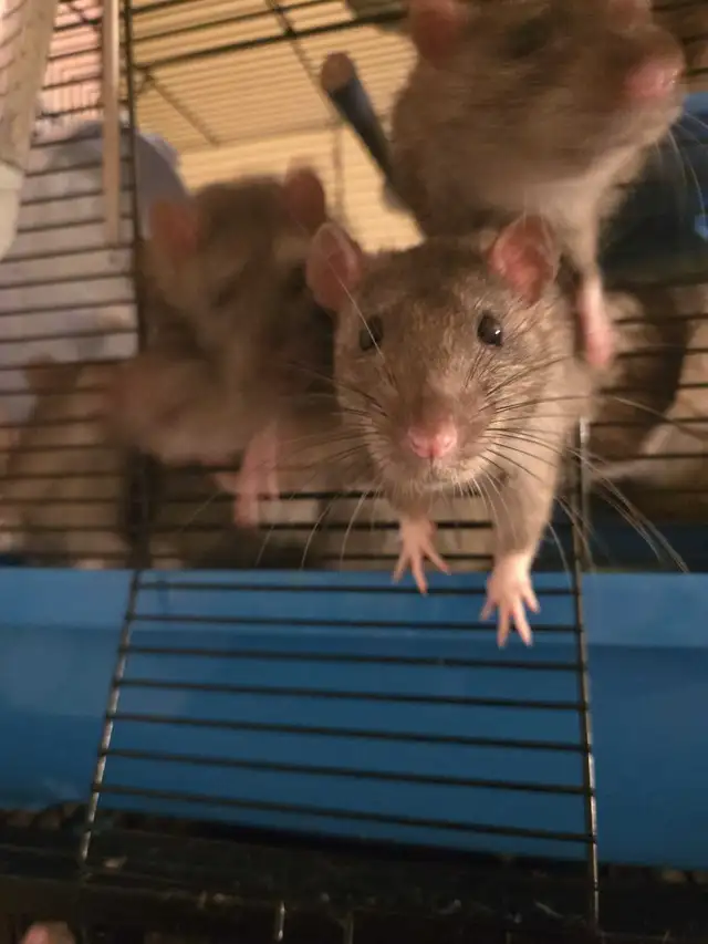 Lovely Male Rats free for Adoption in Small Animals for Rehoming in Mississauga / Peel Region - Image 4