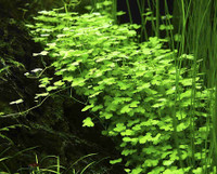 Aquarium Plant- Hydrocotyle Tripartita