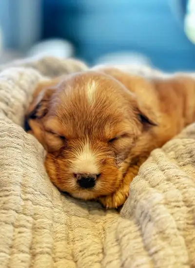 PUREBRED TOLLER PUPPIES (NSDTR), View more