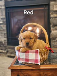 Beautiful Red/Tan Golden Retriever Puppies for Sale