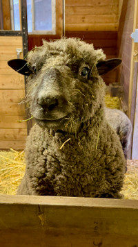 Southdown babydoll lambs for sale