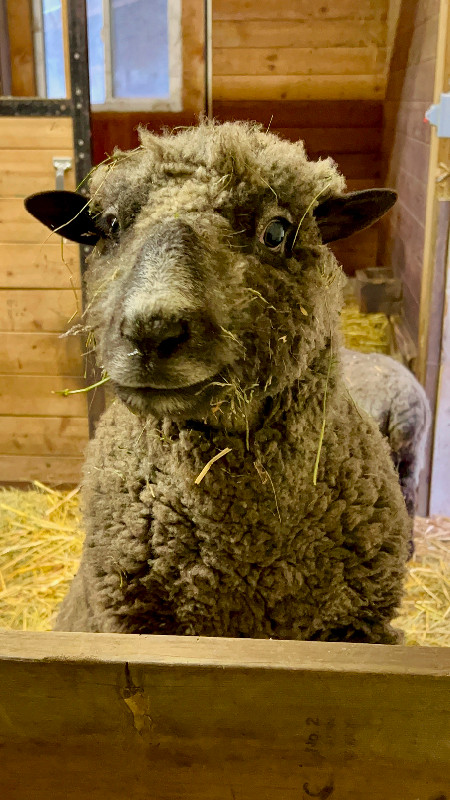 Southdown babydoll lambs for sale in Livestock in Mission