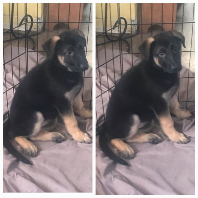 German Shepherd Puppies-Ready To Go! in Dogs & Puppies for Rehoming in Bedford - Image 4