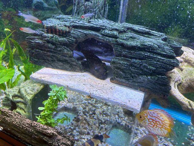 13-14” Pleco in Fish for Rehoming in Leamington - Image 4