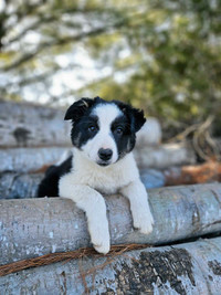 Registered Border Collies puppies