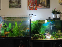 Aquarium for sale with different types of guppy mix 