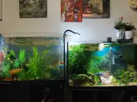 Aquarium for sale with different types of guppy mix