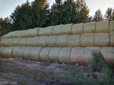 Round bales of wheat straw. Big solid bales. Stored under tarp
