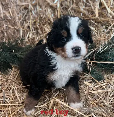 Bernese Mountain Dog Puppies, View more