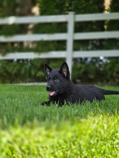 All Black& Sable Czech Line German Shepherd Puppies, View more