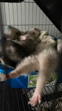 Ferrets for rehoming