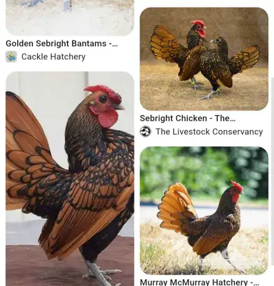 looking for Golden Sebright rooster, View more