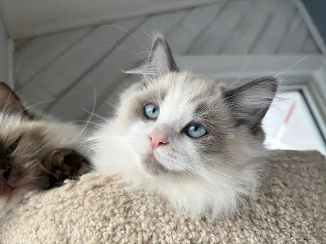 Ragdoll Kittena Ready to start the New Year with their families