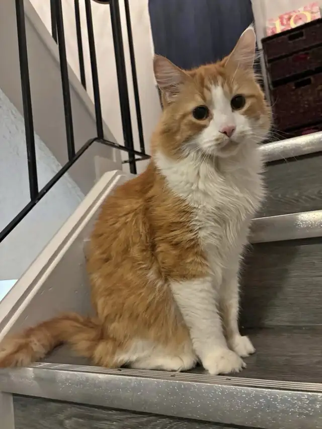 Lost Kitty Cat64208554498818120