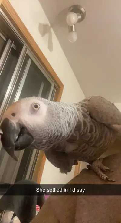 2x African Greys and 1xCockatoon and various acc., View more