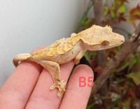 Juvenile crested Gecko 