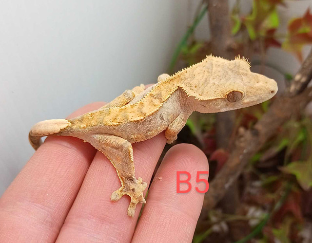 Juvenile crested Gecko  in Reptiles & Amphibians for Rehoming in Hamilton