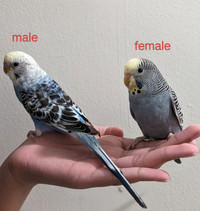 Super friendly baby budgies for sale