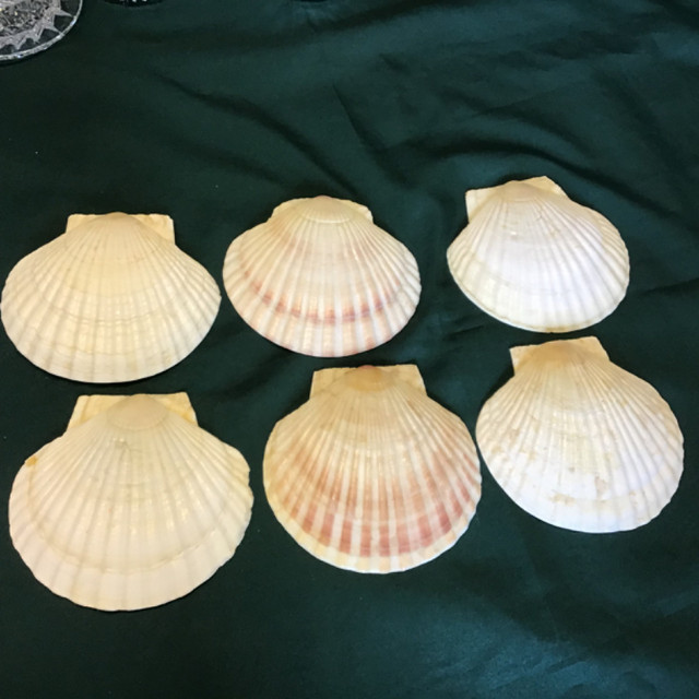 6- Natural Scallop Shells for baking and serving in Kitchen & Dining Wares in Winnipeg - Image 2