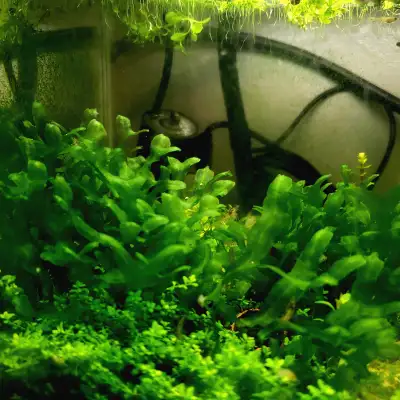 Monoselenium tenerum Aquarium Plant Cuttings, View more