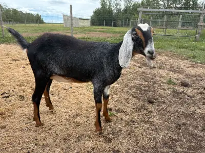 Purebred registered Nubians , View more