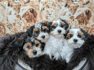 Biewer Terrier Puppies, View more