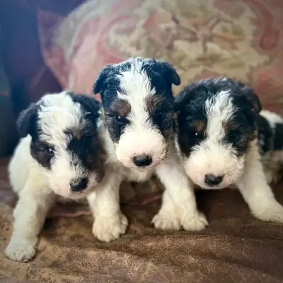 Fox Terrier Puppies, View more