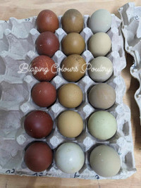 PULLETS & Chicks. Delivery! Colours eggs / heritage breeds