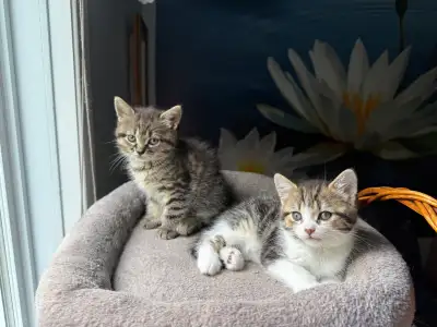 Deux femelles  cherchent une famille aimante !, View more