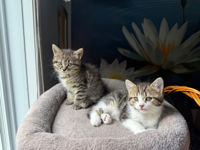 Deux femelles  cherchent une famille aimante ! dans Chats et chatons à adopter  à Longueuil/Rive Sud