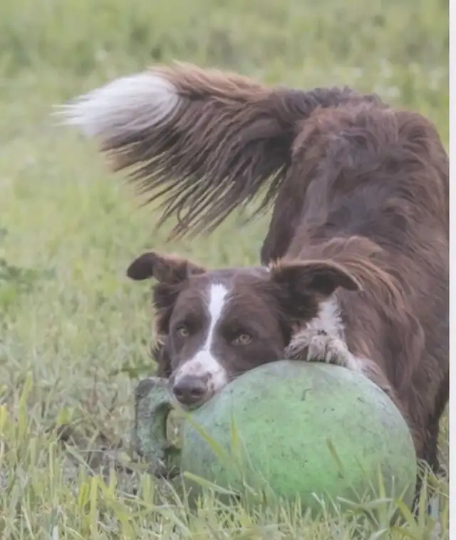 Chiots Border Collie Pure race / Purebred Border Collie Puppies in Dogs & Puppies for Rehoming in Gatineau - Image 8
