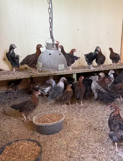 This springs hatch chicks. All of heat Have: Welsummer Polish Tolbunt Russian Orloff Silkies $15 for...