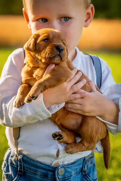 1 Female CKC REG RED Golden Retriever, View more