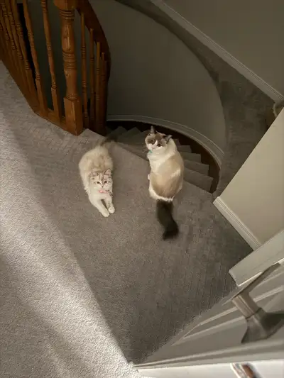 Spayed female kitten and neutered male  ragdoll  for rehoming, View more