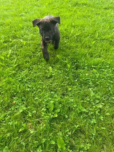 puppies for sale , View more