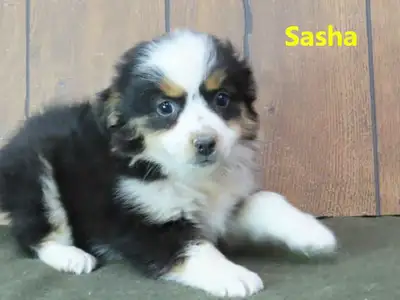 Mini Aussie puppies., View more