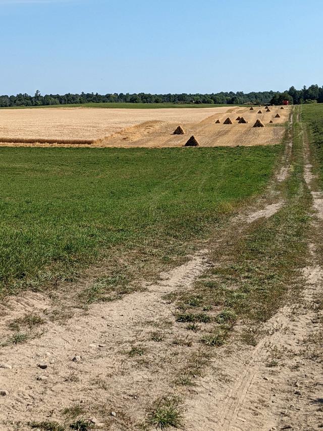 Wheat Straw Small Square Bales  in Equestrian & Livestock Accessories in Renfrew