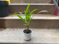 Yucca Palm 15” in a 4” nursery pot
