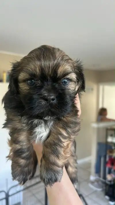 shitzhu puppies , View more