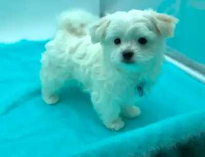 Purebred MALTESE PUPPIES!!!, View more