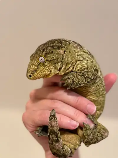 Nice Leachianus Gecko, View more